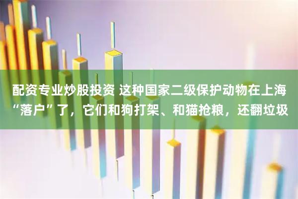 配资专业炒股投资 这种国家二级保护动物在上海“落户”了，它们和狗打架、和猫抢粮，还翻垃圾